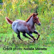 Pouliche Quaterhorse croisée, très flashy à...