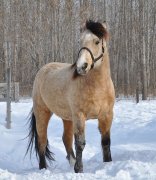 Demi-pension sur chevaux hypoallergènes (Bas-Richelieu)