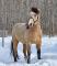 Demi-pension sur chevaux hypoallergènes...