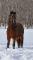 Demi-pension sur chevaux hypoallergènes...