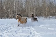 Demi-pension sur chevaux hypoallergènes...