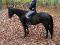 QH de 11 ans à vendre
