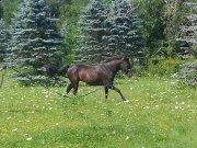 QH de 11 ans à vendre