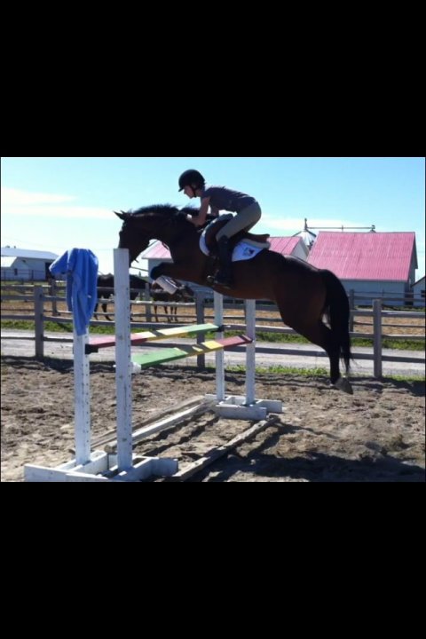Urgent !!! Excellent cheval a vendre