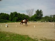 Demi-Pension Jument classique 9 ans 
