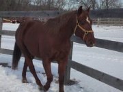 Recherche un de mes anciens chevaux pour avoir...