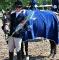 Ponette à louer pour la saison 2014!