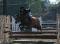 Ponette à louer pour la saison 2014!