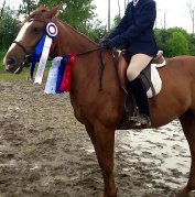 Jument quarter horse de 10ans à vendre (4000$ négociable)