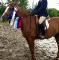 Jument quarter horse de 10ans à vendre (4000$...