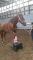 Jument quarter horse de 10ans à vendre (4000$...