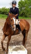 Jument quarter horse de 10ans à vendre (4000$ négociable)