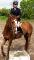 Jument quarter horse de 10ans à vendre (4000$...