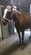 Jument quarter horse de 10ans à vendre (4000$ négociable)