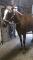 Jument quarter horse de 10ans à vendre (4000$...
