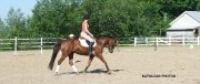 large ponette chasseur/sauteur