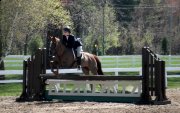 large ponette chasseur/sauteur