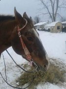 Appaloosa classique et western