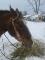 Appaloosa classique et western
