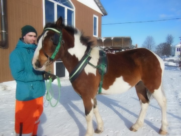 Voila le poulain (paint x Percheron)