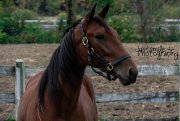 Photographie équestre Justsmile Photography