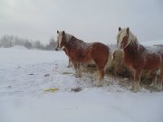 HAFLINGER
