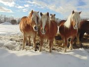 HAFLINGER