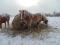 HAFLINGER