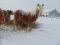 HAFLINGER