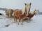 HAFLINGER