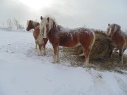 HAFLINGER