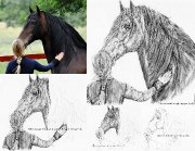 Portraits Equestres pour financer les Refuges