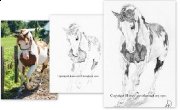 Portraits Equestres pour financer les Refuges