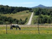 Pension pour chevaux près de Magog!!