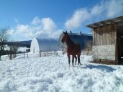 Cours d'équitation west. près de Magog pour tout niveaux!