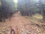 Randonnée à cheval Estrie