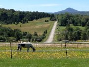 Randonnée à cheval Estrie