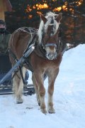 Magnifique Haflinger a vendre