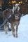 Magnifique Haflinger a vendre