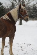 Magnifique Haflinger a vendre