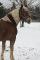 Magnifique Haflinger a vendre