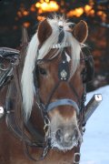 Magnifique Haflinger a vendre