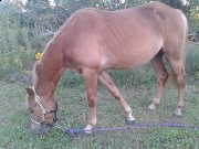 Pouliche demi-cheval, super gentille 