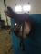 Selle 16'' Bates Caprili