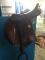 Selle 16'' Bates Caprili
