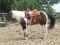 ** doit vendre*** beau grand paint horse 