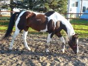 ** doit vendre*** beau grand paint horse 