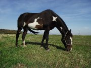 Guelding Paint Horse 14 ans