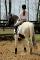 Parfait schoolmaster à vendre ! 