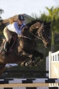 Canadian Warmblood